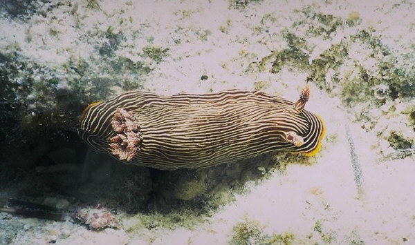 Chromodoris lineolata